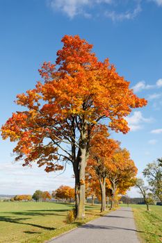 Autumn landscape with fall colored trees and blue sky in sunny day. Countryside road.