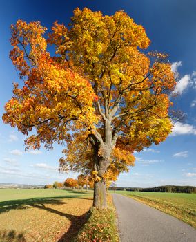 Autumn landscape with fall colored trees and blue sky in sunny day. Countryside road.