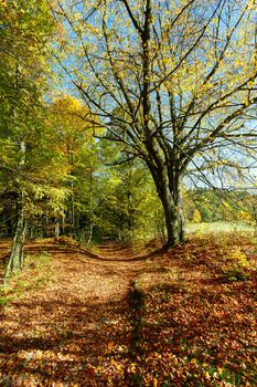 Autumn in park, landscape with fall colored trees and blue sky in sunny day