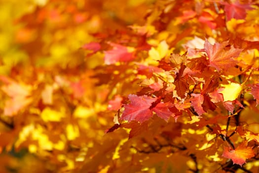 Orange and red autumn leaves background with shallow focus. Fall season specific.