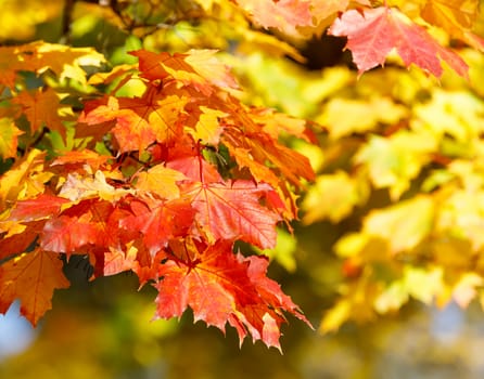 Orange and red autumn leaves background with shallow focus. Fall season specific.