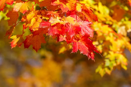 Orange and red autumn leaves background with shallow focus. Fall season specific.