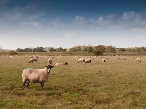 beautiful farm field with sheep grazing on grass summer day one standing up front; essex; england; uk