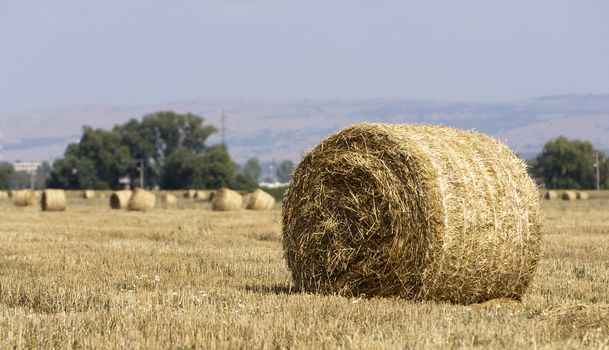 Straw bales on farmland.