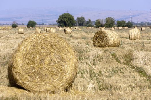 Straw bales on farmland.