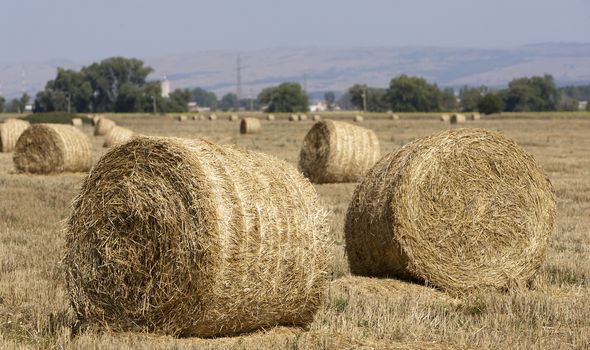 Straw bales on farmland.