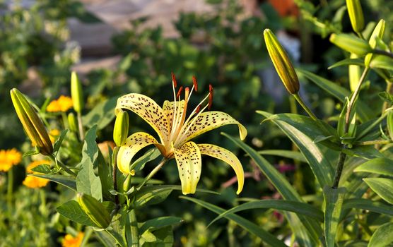 yellow tiger Lily in the garden om green nature background