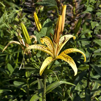 yellow tiger Lily in the garden om green nature background