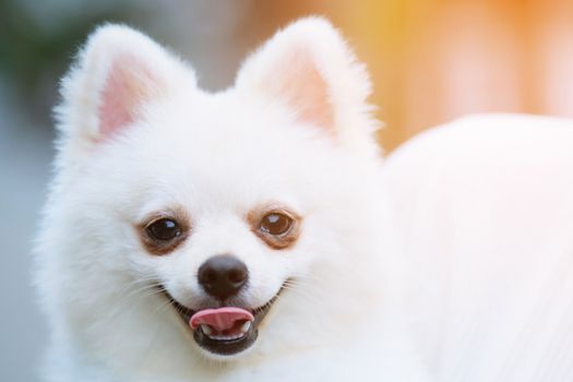 Close up of a adorable Pomeranian dog.