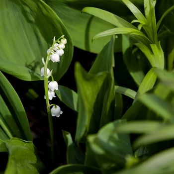 beautiful white flower Lily of the valley on a background of green leaves