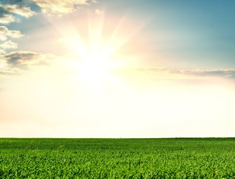 Field of green grass and perfect sky