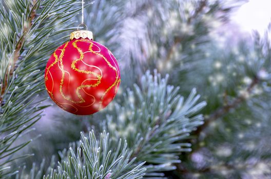New Year's ball hanging on a branch of a Christmas tree in the forest.
