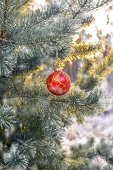 New Year's ball hanging on a branch of a Christmas tree in the forest.