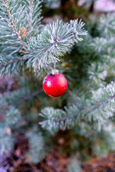 New Year's ball hanging on a branch of a Christmas tree in the forest.
