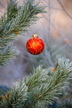 New Year's ball hanging on a branch of a Christmas tree in the forest.