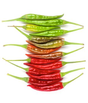 Arrangement of Perfect Shiny Chili Peppers In a Row from Green to Red isolated on White background
