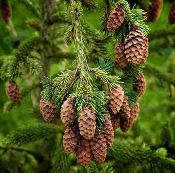 Spruce Branch With Lot of Cones into Green Branches Outdoors