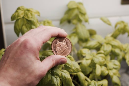 Digital currency physical brass dogecoin coin. Cryptocurrency mining concept.