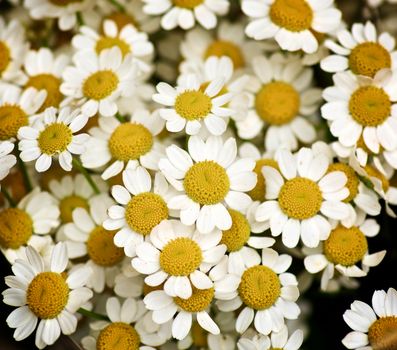 Background of Small Garden Camomiles closeup Outdoors. Focus on Foreground