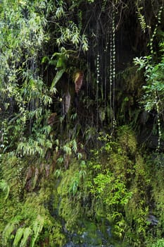 Tropical green vegetation in a moist mountain forest in Nepal