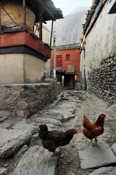 A pair of chickens on the street of the ancient Nepal mountain village