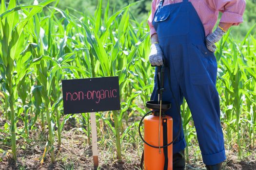Farmer standing in front of the non-organic corn field