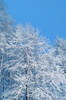 Tree branches covered with lot of snow close up