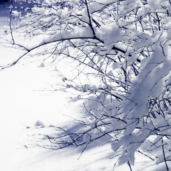 Tree branches covered with lot of snow close up