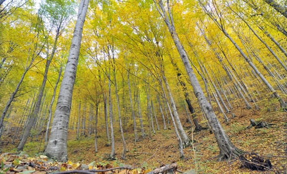 Yellow autumn trees in forest