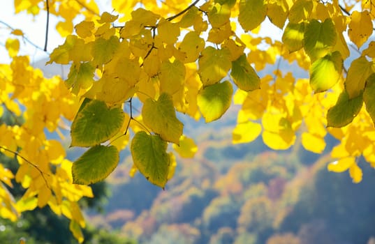 Autumn Trees and Leaves in sunny day