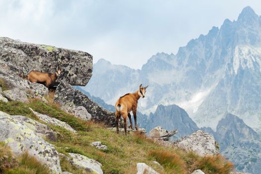 Tatra chamois in wilde environment on the background of mountains. Hight Tatras, Slovakia, Europe