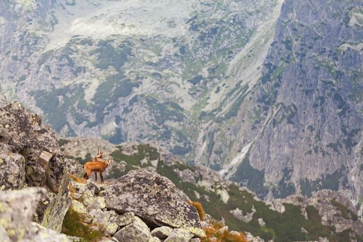 Tatra chamois in wilde environment on the background of mountains. Hight Tatras, Slovakia, Europe