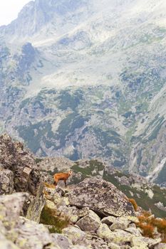 Tatra chamois in wilde environment on the background of mountains. Hight Tatras, Slovakia, Europe