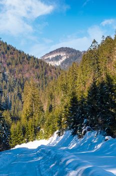 road through coniferous forest in winter. lovely nature scenery in mountains