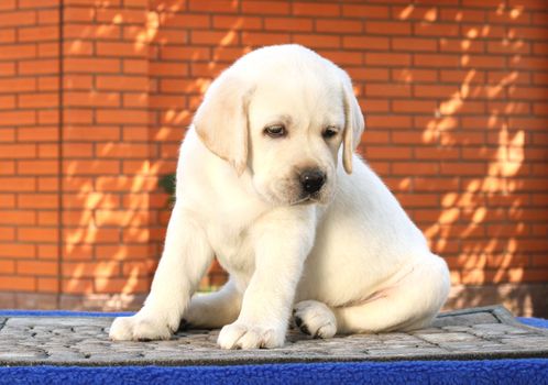 a little yellow labrador puppy sitting on blue background