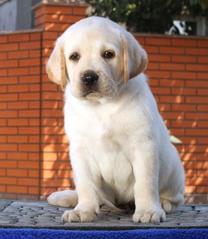little yellow labrador puppy sitting on blue background