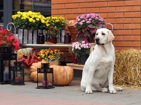 a little yellow labrador puppy sitting in the park in autumn