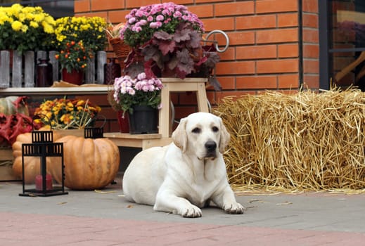 little yellow labrador puppy sitting in the park in autumn