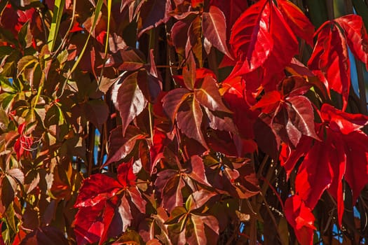 Red autumn leaves of the Virginia Creeper (Parthenocissus quinquefolia)