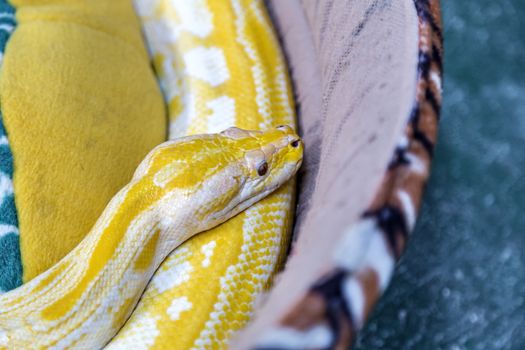 Gold Python Snake on the couch, selective focus