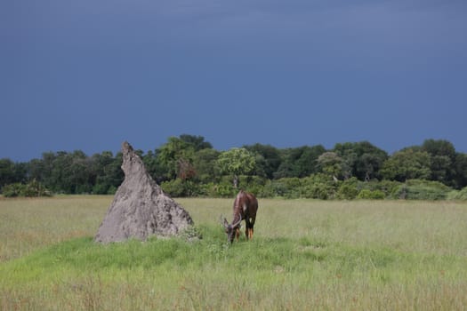 Wild Tsessebe Antelope in African Botswana savannah