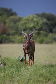 Wild Tsessebe Antelope in African Botswana savannah