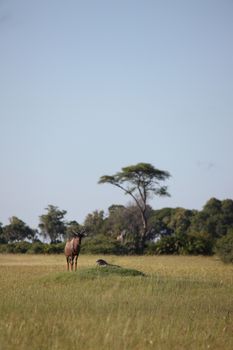 Wild Tsessebe Antelope in African Botswana savannah