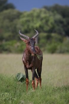 Wild Tsessebe Antelope in African Botswana savannah
