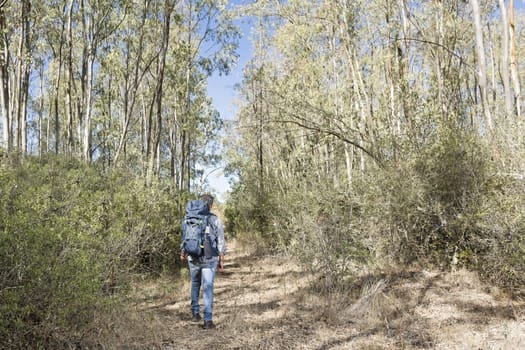 Hiker in the Sardinian eucalyptus forest