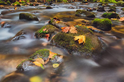 leaves on stones in river Kamenice in autumn with long exposure, Bohemian Switzerland, Czech Republic