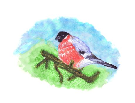 Bullfinch Bird On Pine Tree Branch  -  Watercolor Illustration