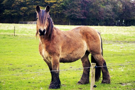 Jutland horse, Equus ferus caballus, horse standing outdoors in autumn.