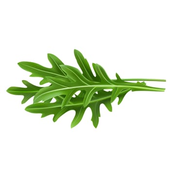 Arugula leaves. Isolated illustration on white background.