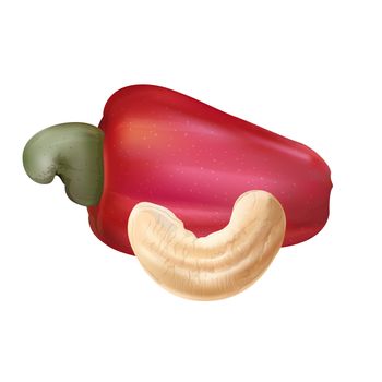 Cashew isolated illustration on white background.